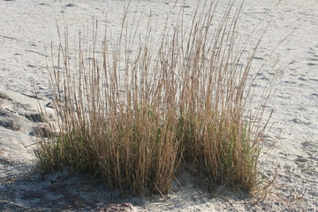 Gräser im Sand