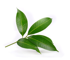 leaves of mango tree on white background.