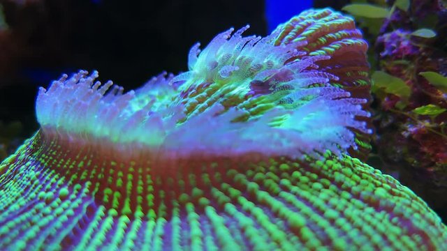Short tentacle disk coral Heliofungia actiniformis