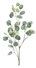 Watercolor eucalyptus leaves  isolated on white background. 