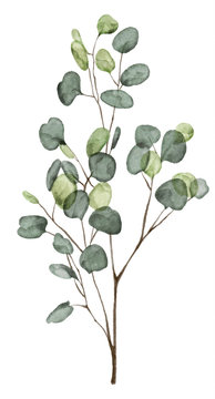 Watercolor eucalyptus leaves  isolated on white background. 
