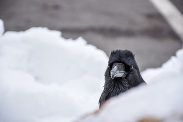 close up of black bird in a snowy field  © roydahan