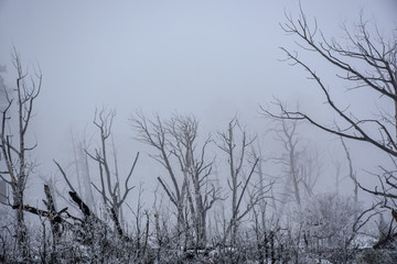 barren trees in winter landscape 
