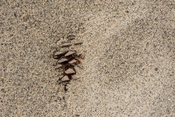 pine cone submerged in sand 
