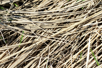 Dry grass in the spring forest close up. Natural background