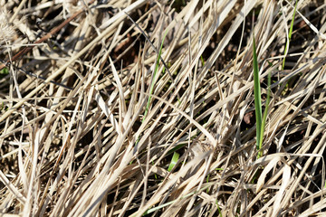 Dry grass in the spring forest close up. Natural background