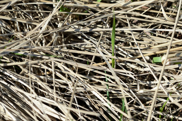 Dry grass in the spring forest close up. Natural background
