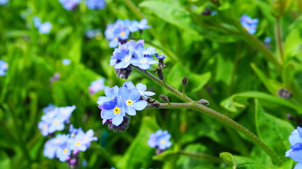 Beautiful and delicate small blue Myosotis flowers close up on green grass background.