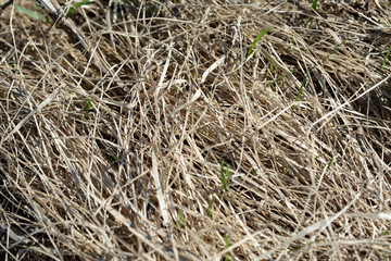 Close up view of dry grass in the spring forest. Natural background