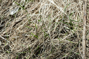 Close up view of dry grass in the spring forest. Natural background