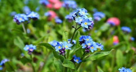 Beautiful and delicate small blue Myosotis flowers close up on green grass background.