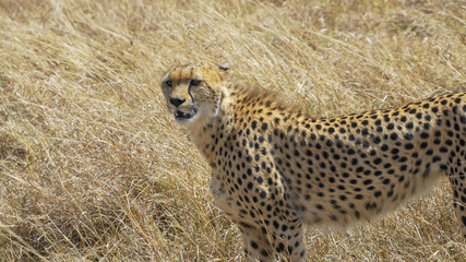 cheetah stands and looks left in masai mara