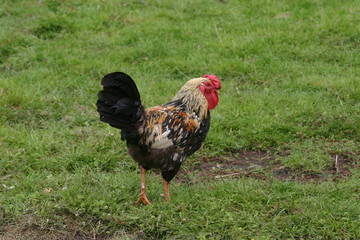 Hahn von hinten auf der Wiese