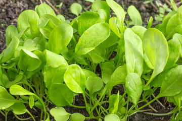 Green leaf lettuce