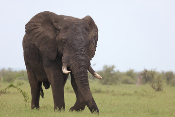 Afrikanischer Elefant / African elephant / Loxodonta africana