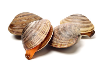 Stacked fresh raw clams on white background
