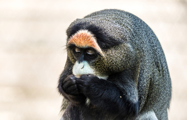 De Brazza's Monkey, Cercopithecus neglectus, an attractive primate with distinctive fur