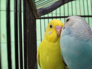 parakeets in the cage