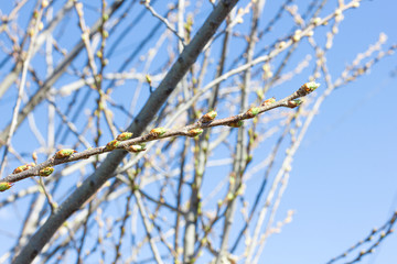 Tree branches with buds against the sky.