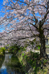 Cherry blossom in Kyoto, Japan