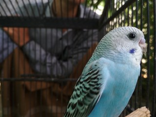 parakeets in the cage