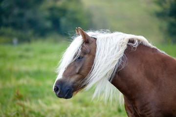 Beautiful young brown horse with a white mane in the meadow - 264517424