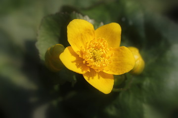 Caltha palustris, known as marsh-marigold and kingcup flowers, selective focus