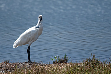 Royal spoonbill