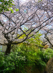 Cherry blossom in Kyoto, Japan