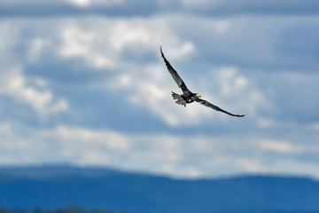 Cormorant in flight