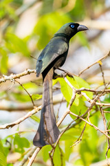 Racket-tailed Treepie perching on perch in forest