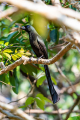 Racket-tailed Treepie perching on perch in forest while holding stick in beak