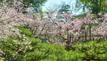 Cherry blossom in Kyoto, Japan