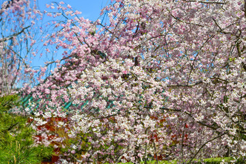 Cherry blossom in Kyoto, Japan