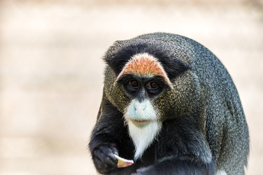 De Brazza's Monkey, Cercopithecus neglectus, an attractive primate with distinctive fur