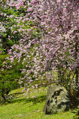 Fototapeta premium Cherry blossom in Kyoto, Japan