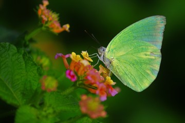 butterfly on flower