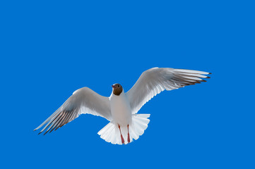 seagull flying on the blue sky