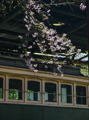 Cherry blossom in Kyoto, Japan