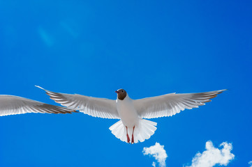 seagull flying on the blue sky