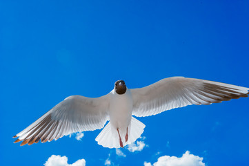 seagull flying on the blue sky