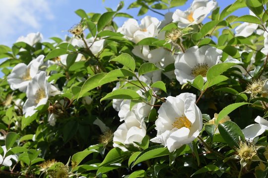 Cherokee rose (Rosa laevigata)