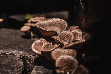Mushrooms (Lentinus polychrous Lev.) ,In dark tones