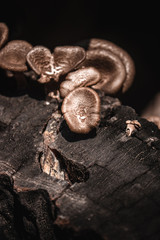 Mushrooms (Lentinus polychrous Lev.) ,In dark tones