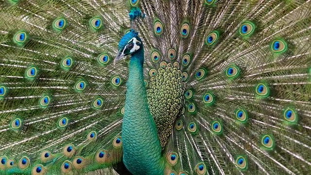 Close up male peacock with fully unfolded feathers of his tail.