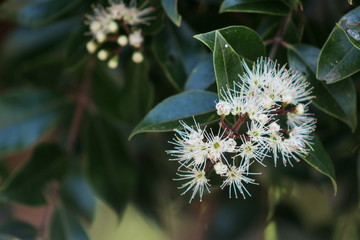 Metrosideros bartlettii, also known as Bartlett's rātā, Cape Reinga white rātā or  Rātā Moehau, is endemic to New Zealand and is notable for its extreme rarity.