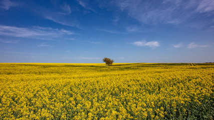 Fototapeta premium The Tree in Yellow