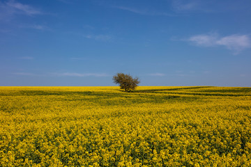 The Tree in Yellow