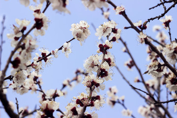 Beautiful flowering tree - apricots, background, blue sky. Spring concept, tree with white flowers.