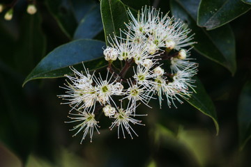 Metrosideros bartlettii, also known as Bartlett's rātā, Cape Reinga white rātā or  Rātā Moehau, is endemic to New Zealand and is notable for its extreme rarity.